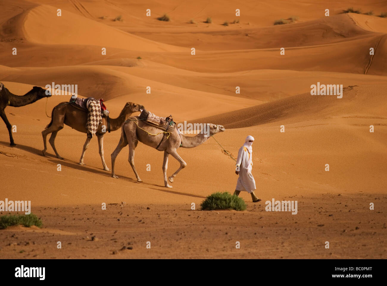 Un homme en costume traditionnel berbère mène un train de chameaux à travers le désert du Sahara, près de Merzouga Maroc Afrique du Nord Banque D'Images