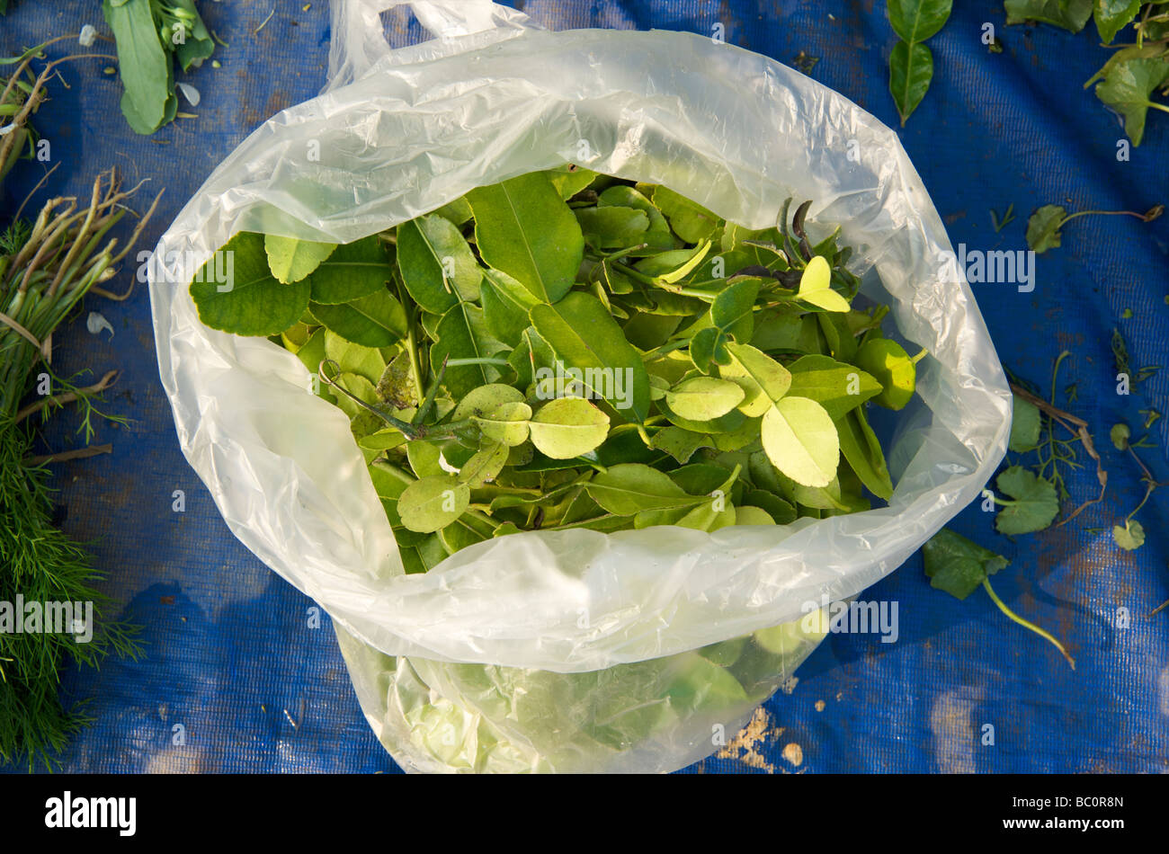 Un sac de feuilles de lime à Luang Prabang's daily food market Banque D'Images