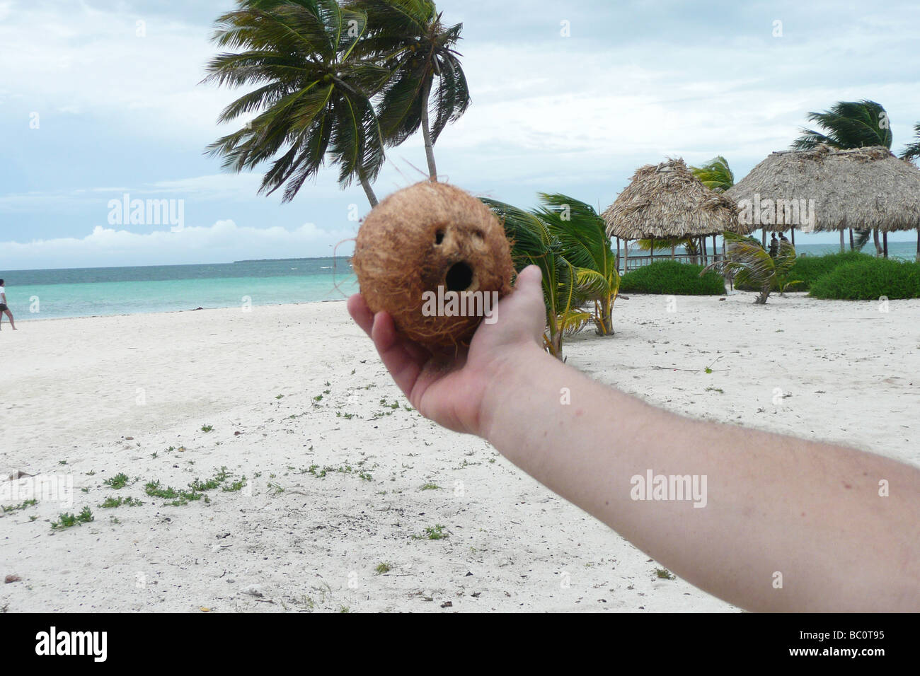 Un visage en forme de noix de coco sur la plage de Goff's Caye Belize Amérique Centrale Banque D'Images
