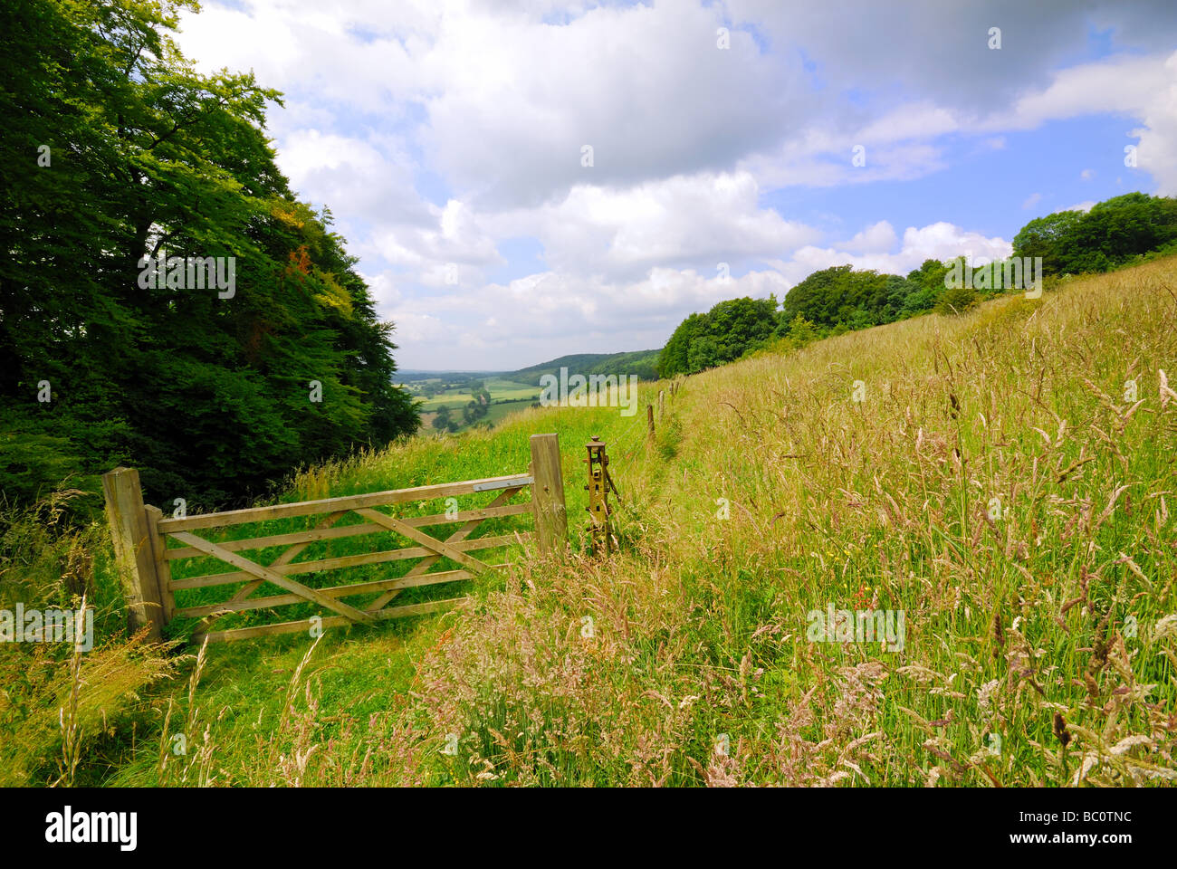 North Downs près de Dorking Banque D'Images