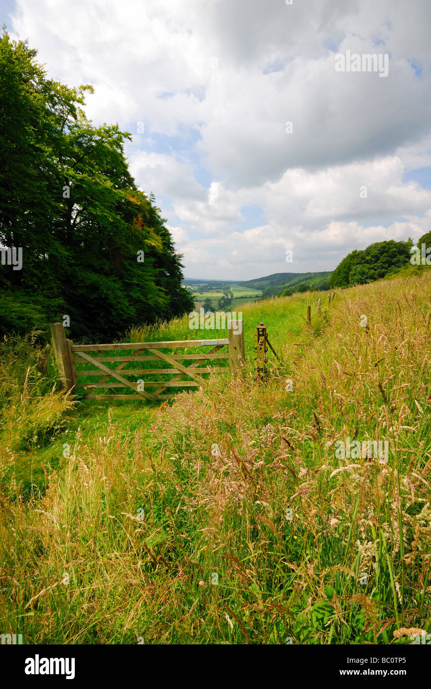 North Downs près de Dorking Banque D'Images