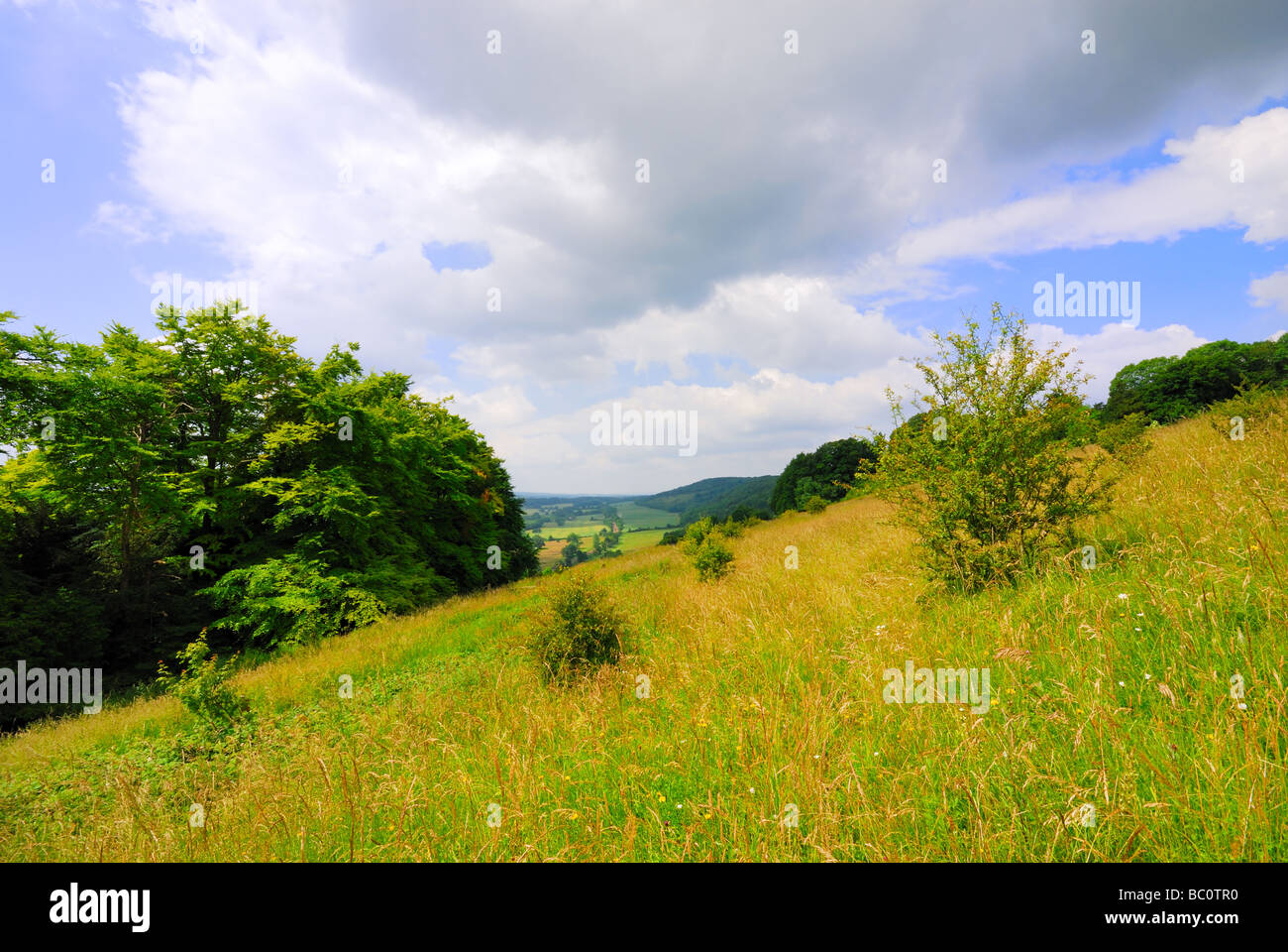 North Downs près de Dorking Banque D'Images