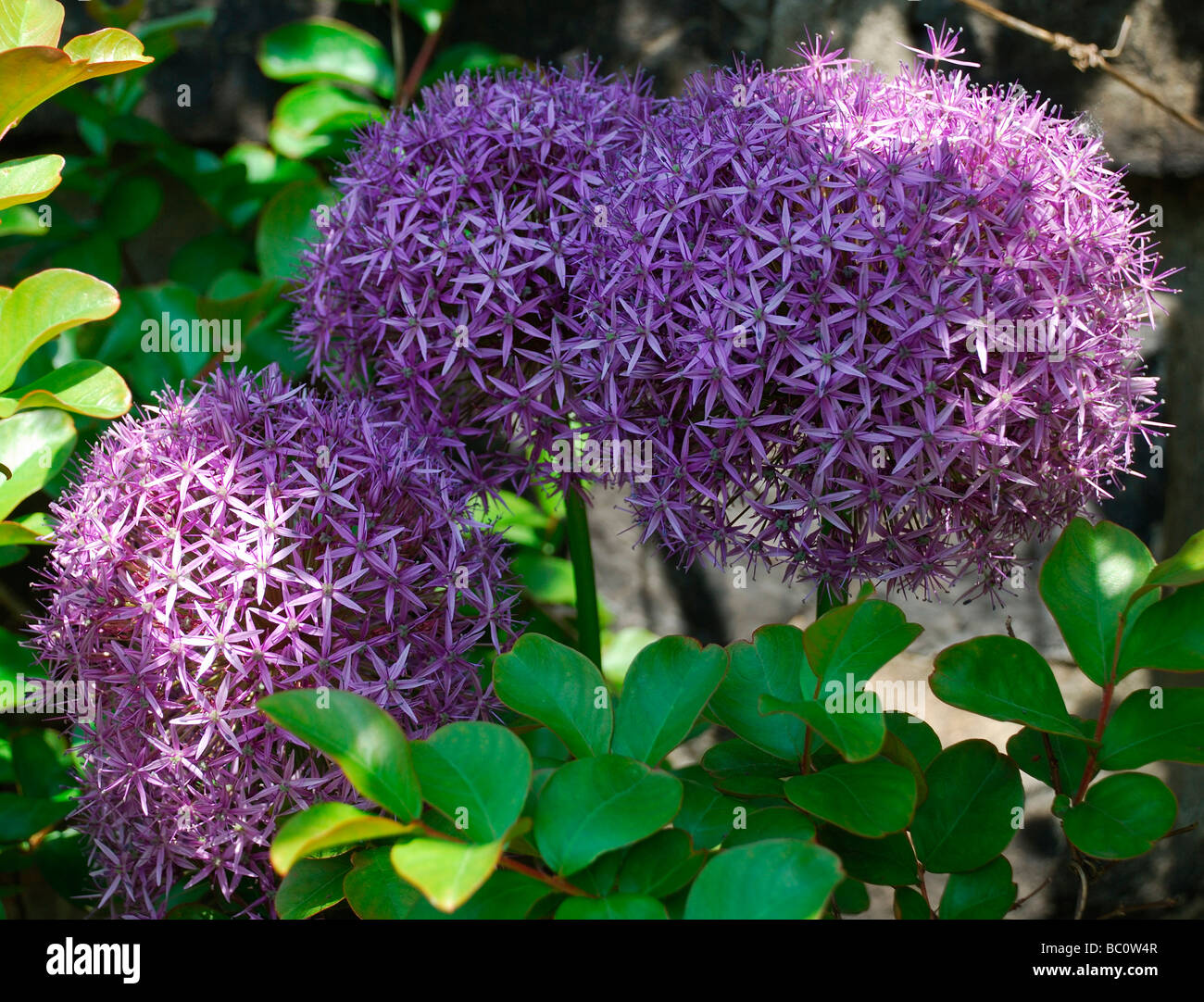 Grandes fleurs violettes Banque de photographies et d'images à haute  résolution - Alamy