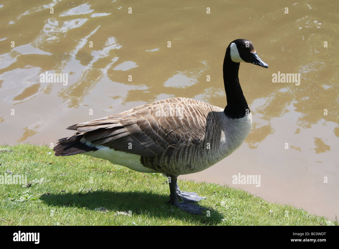 Canada goose dans parc hesketh southport Banque D'Images