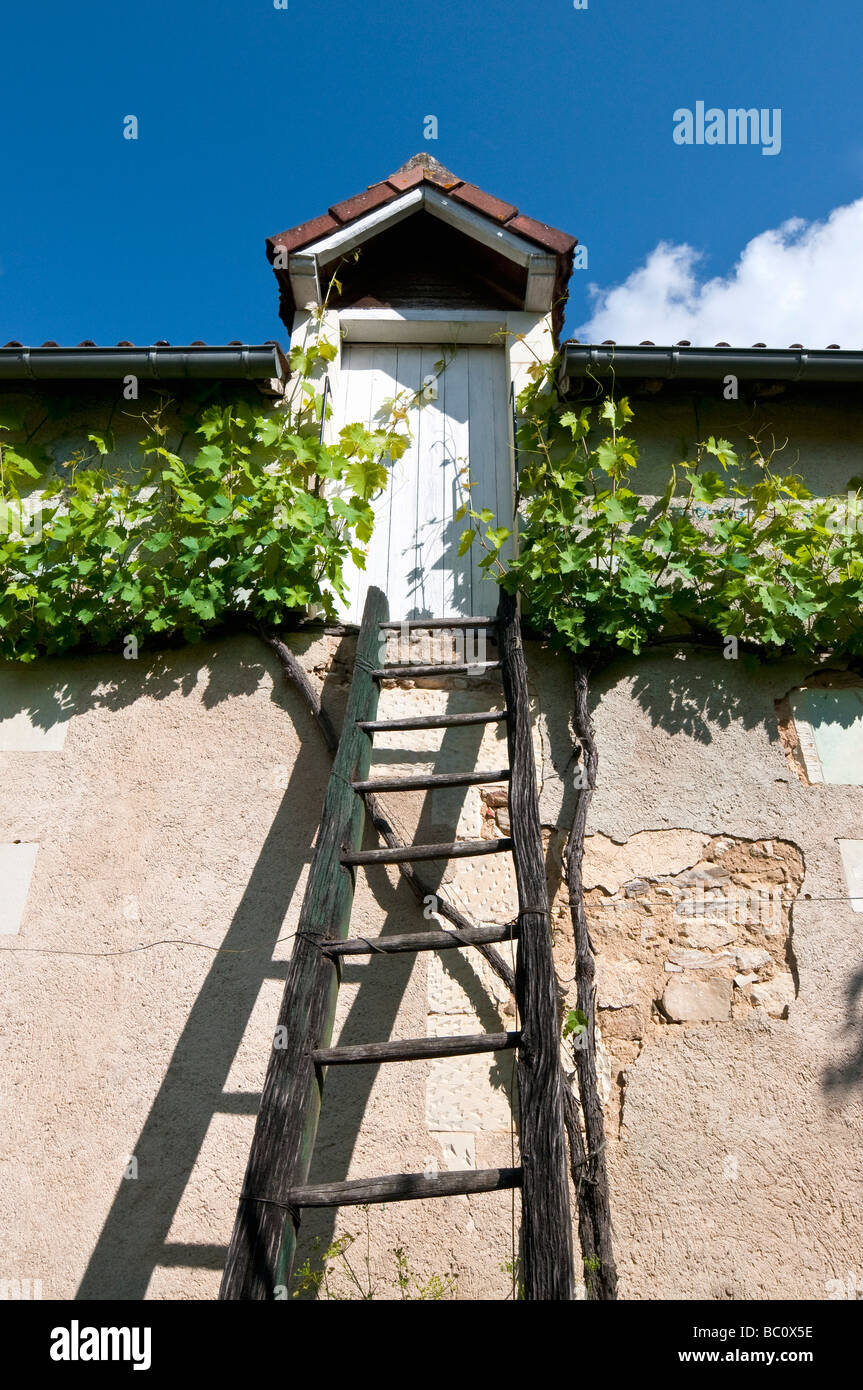 La vigne de raisin sous toit de maison gutter - France. Banque D'Images