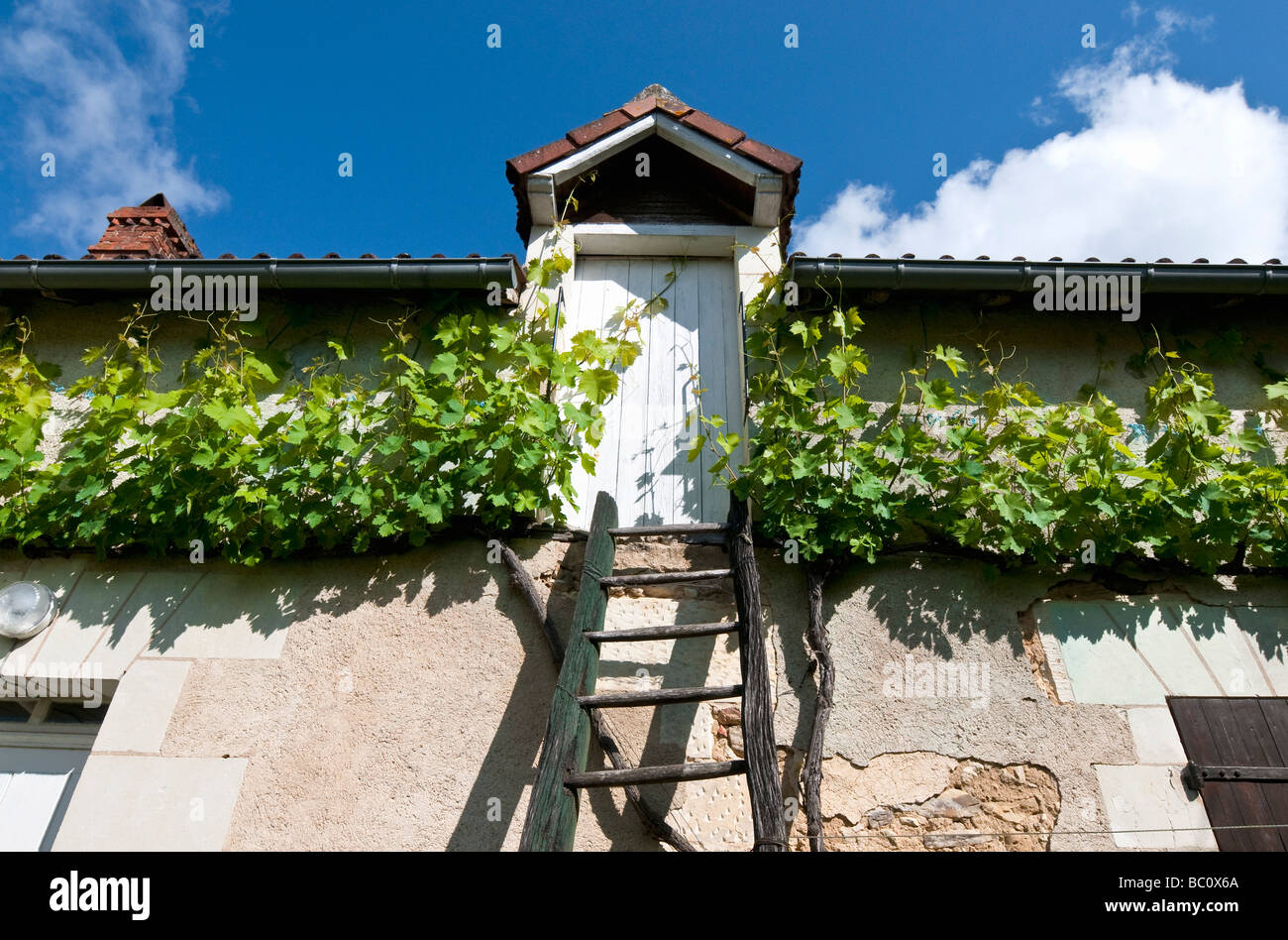 La vigne de raisin sous toit de maison gutter - France. Banque D'Images