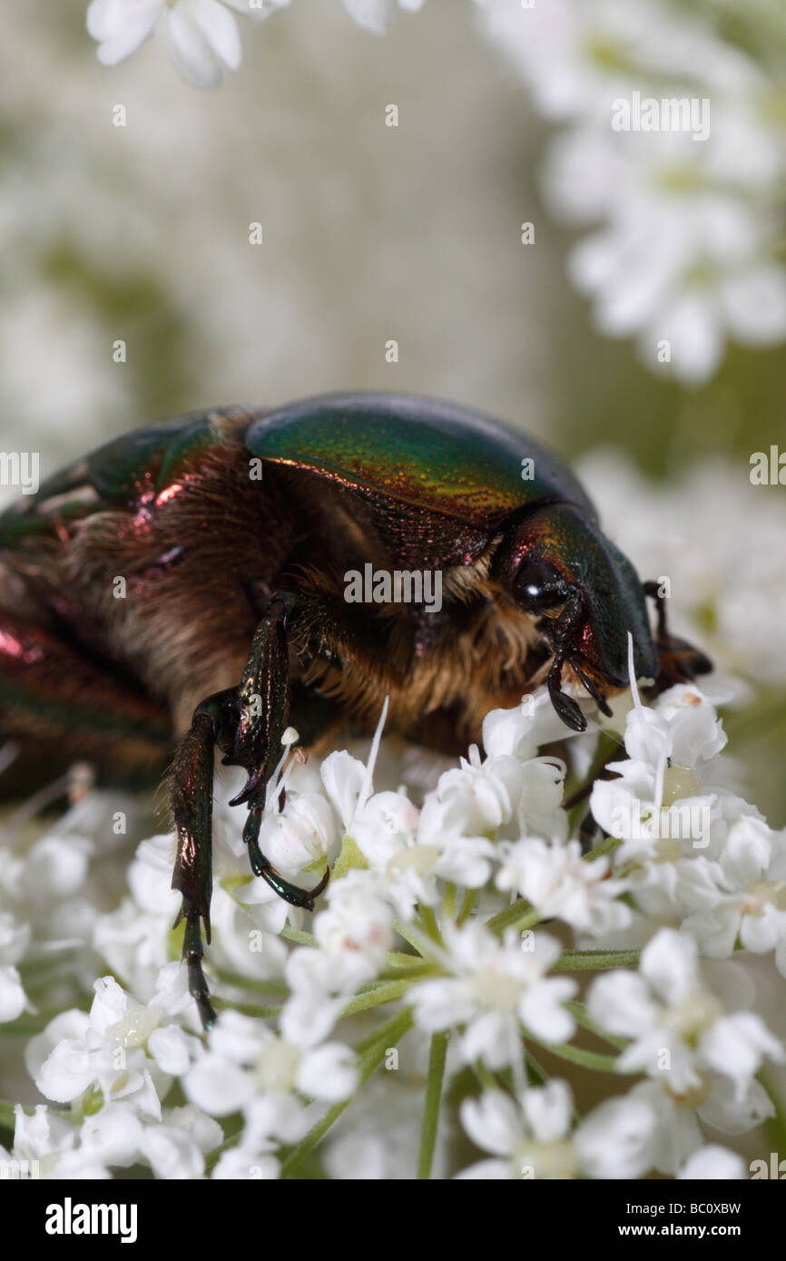 Cetonia aurata ou rose beetle hanneton européen, se nourrissant sur une fleur Banque D'Images