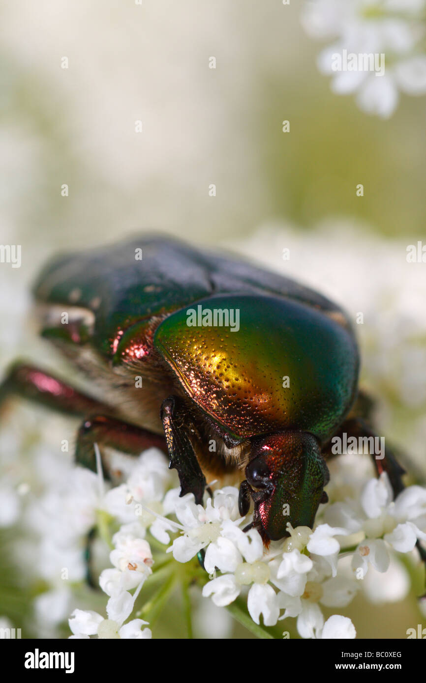 Cetonia aurata ou rose beetle hanneton européen, se nourrissant sur une fleur Banque D'Images