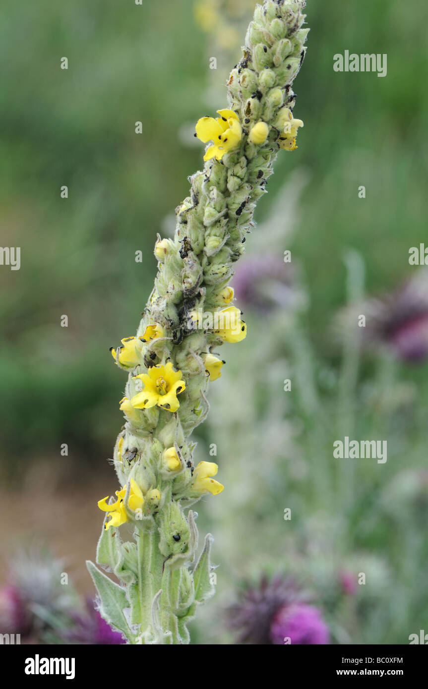 Molène Thapsus Mullein moth chenille endommagée par Banque D'Images