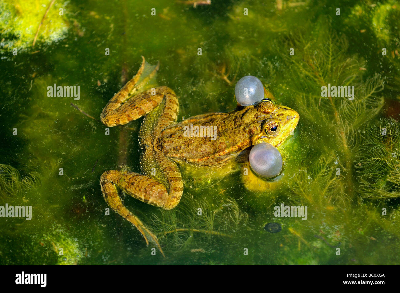 Homme grenouille comestible gonflés avec de l'eau sacs vocaux frog Rana esculenta kl Banque D'Images