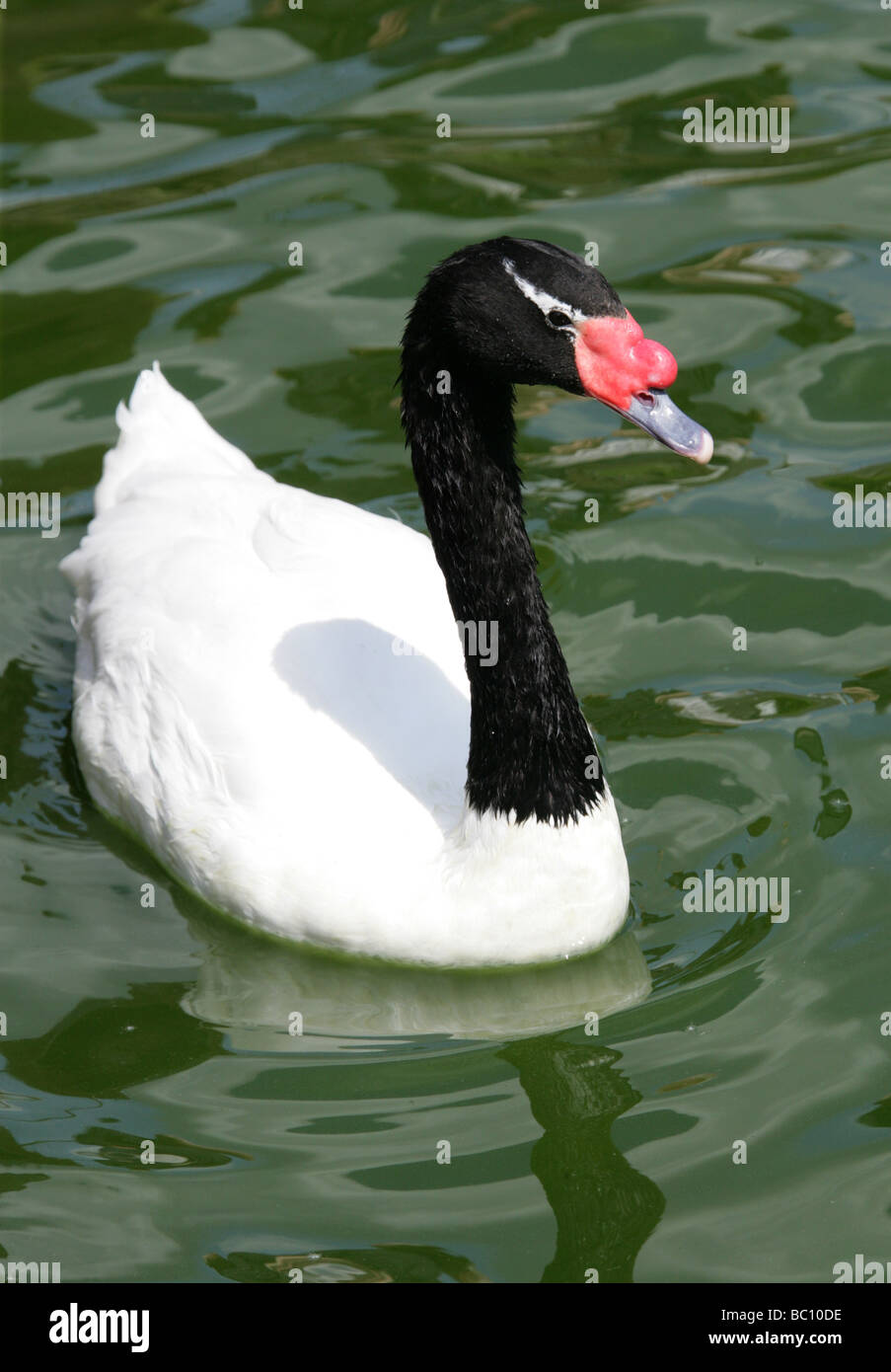 Cygne à cou noir, Cygnus melanocorypha, Anatidae, Ansériformes Banque D'Images