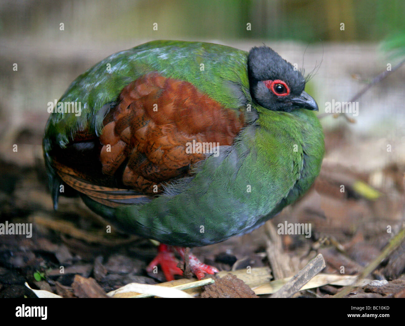 Roul roul-crested ou Perdrix Perdrix Bois (femelle), Rollulus rouloul Galliformes Phasianidae,,, en Asie du sud-est. Banque D'Images Roul roul-crested ou Perdrix Perdrix Bois (femelle), Rollulus rouloul Galliformes Phasianidae,,, en Asie du sud-est. Banque D'Images