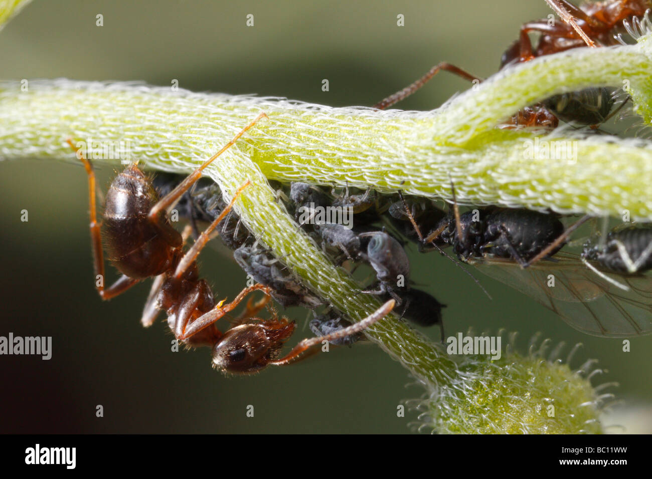 Lasius niger, le jardin noir, ant et les pucerons. La fourmi est en train de traire les pucerons. La fleur est un forget-me-not ou Myosotis. Banque D'Images