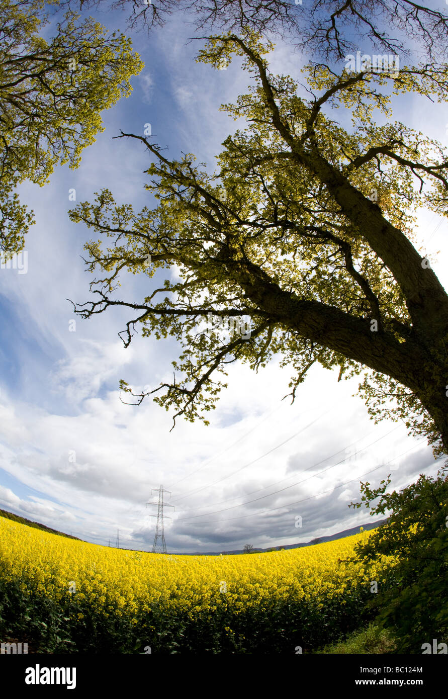 Vue Fisheye d'un champ de colza et d'arbres Banque D'Images