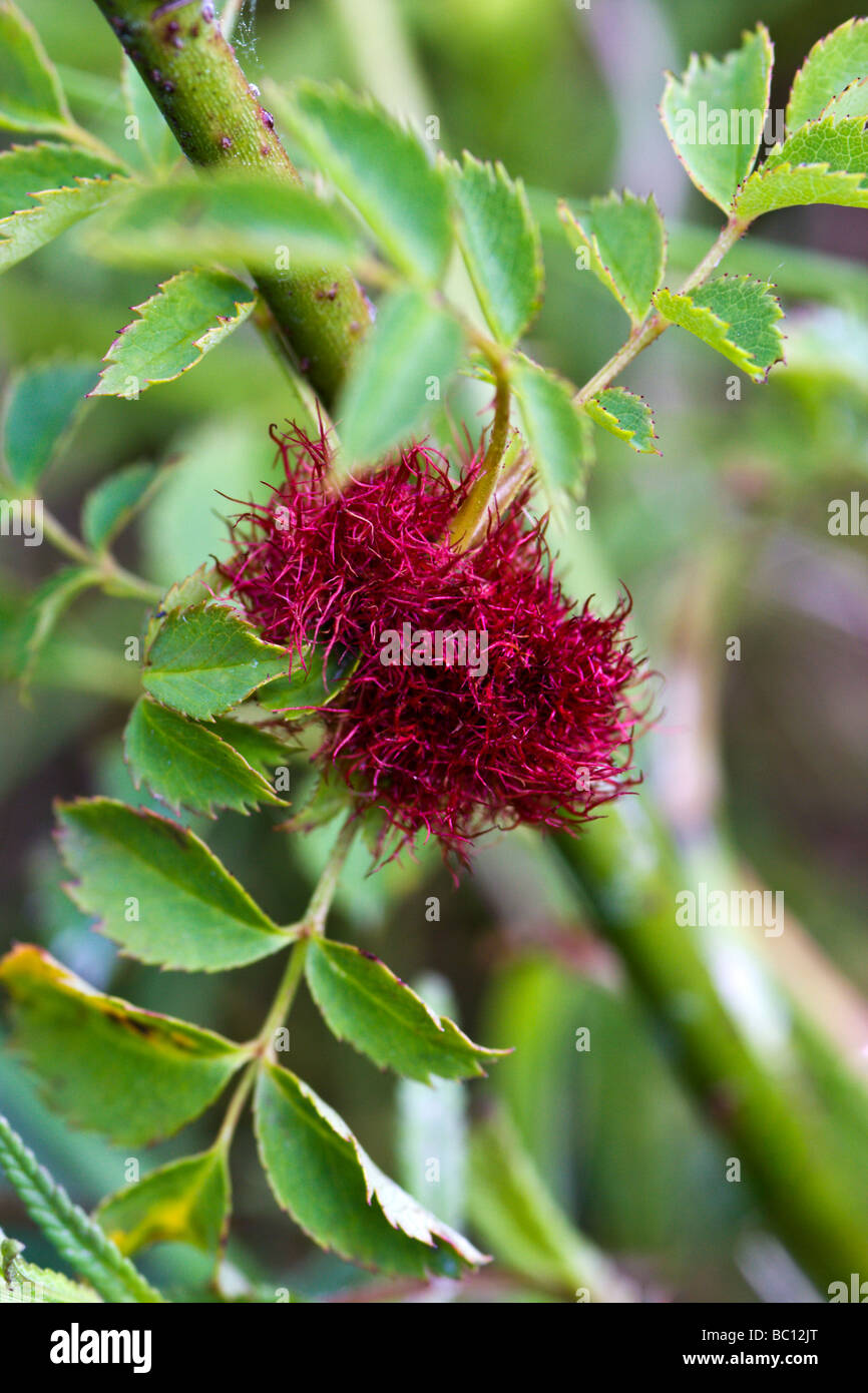 Rose bedeguar gall sur Dog Rose Banque D'Images
