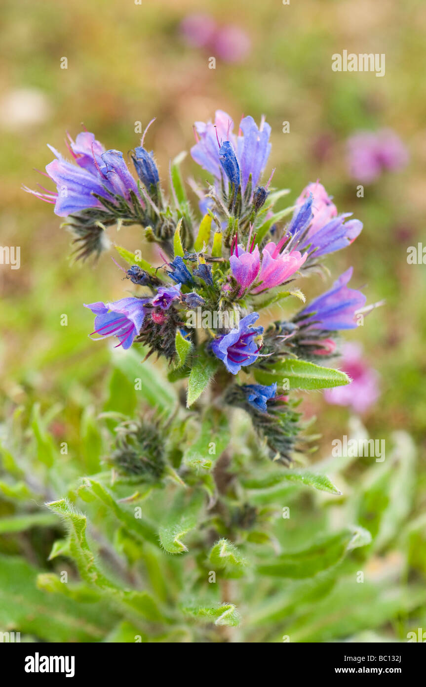 Echium vulgare Vipérine commune Banque D'Images