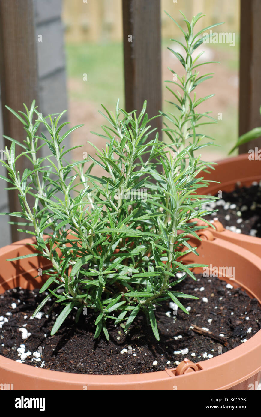 Rosemary croissant dans un pot Banque D'Images