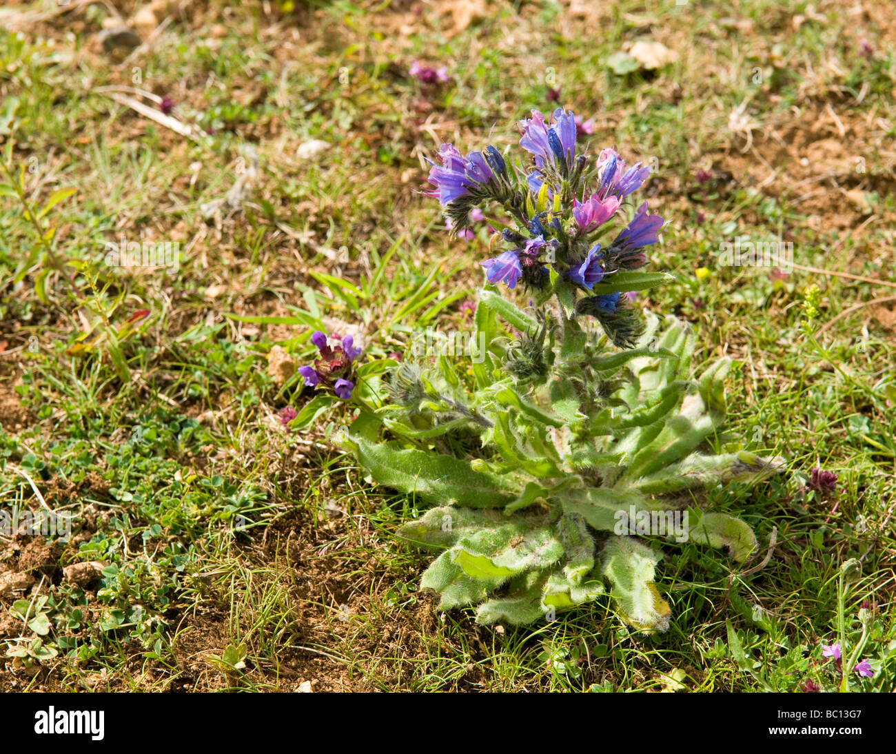 Echium vulgare Vipérine commune Banque D'Images