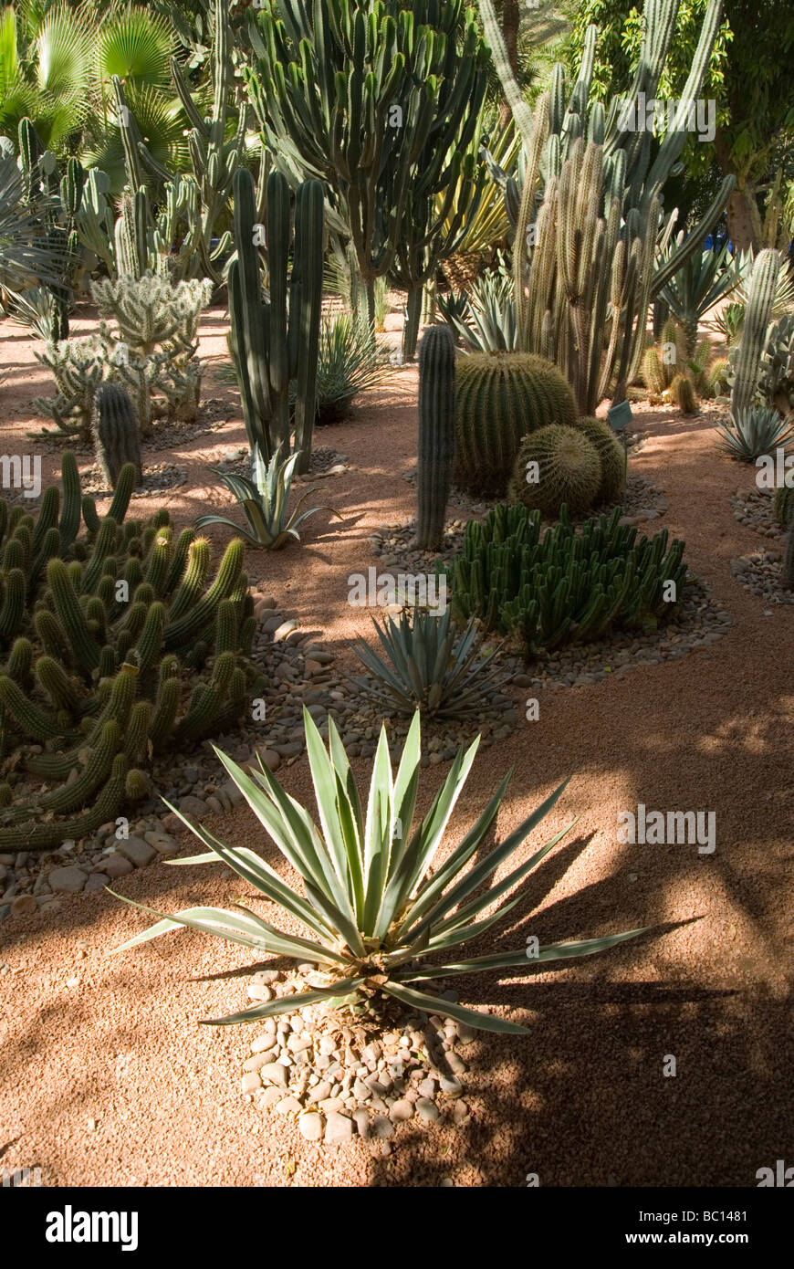 Cactus poussant dans la jardins Marjorelle à Marrakech Maroc Afrique du Nord Banque D'Images