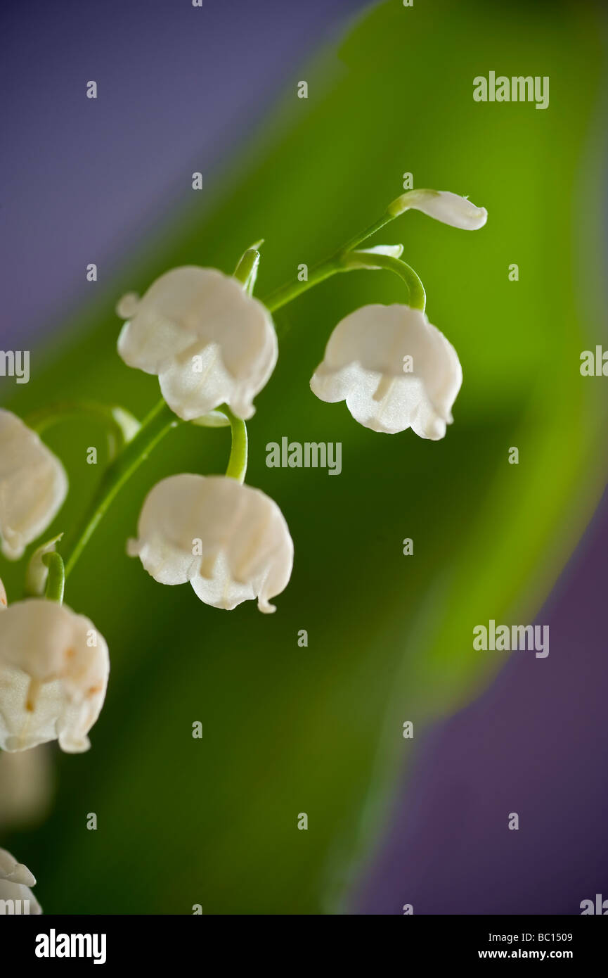 Le muguet Fleurs Détail Banque D'Images