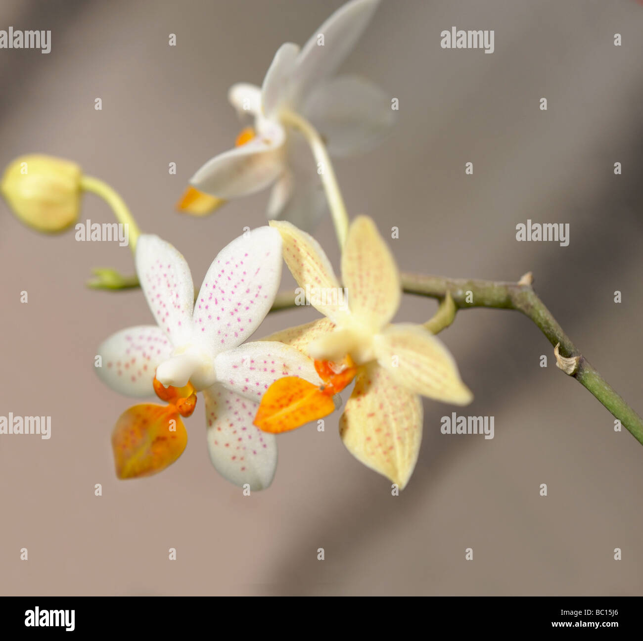 Blanc et jaune d'orchidée une fleur poussant dans un climat tropical Banque D'Images