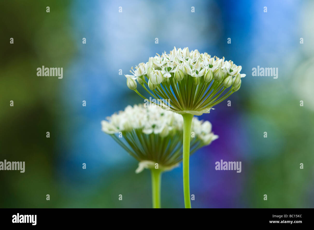 L'allium nigrum. Oignon ornemental / noir fleurs d'ail Banque D'Images
