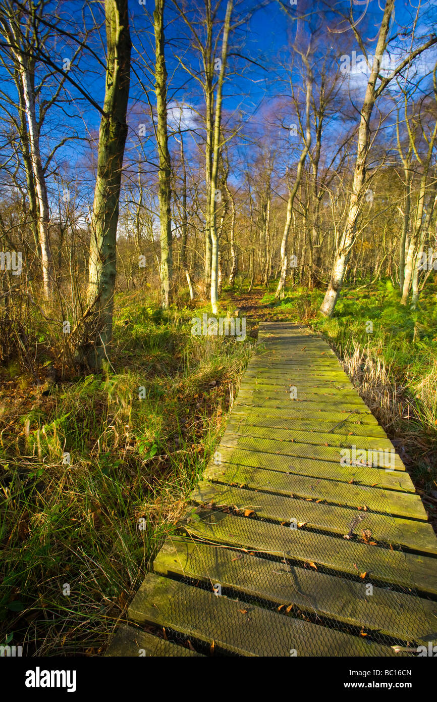 L'Angleterre, Tyne Wear. Bois de Gosforth Park nature reserve géré par la Société d'Histoire Naturelle de Northumbrie Banque D'Images