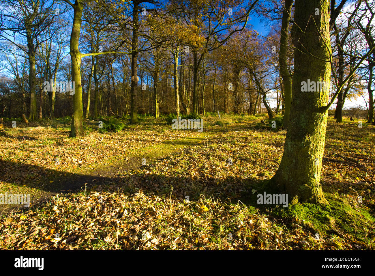 L'Angleterre, Tyne Wear. Bois de Gosforth Park nature reserve géré par la Société d'Histoire Naturelle de Northumbrie Banque D'Images