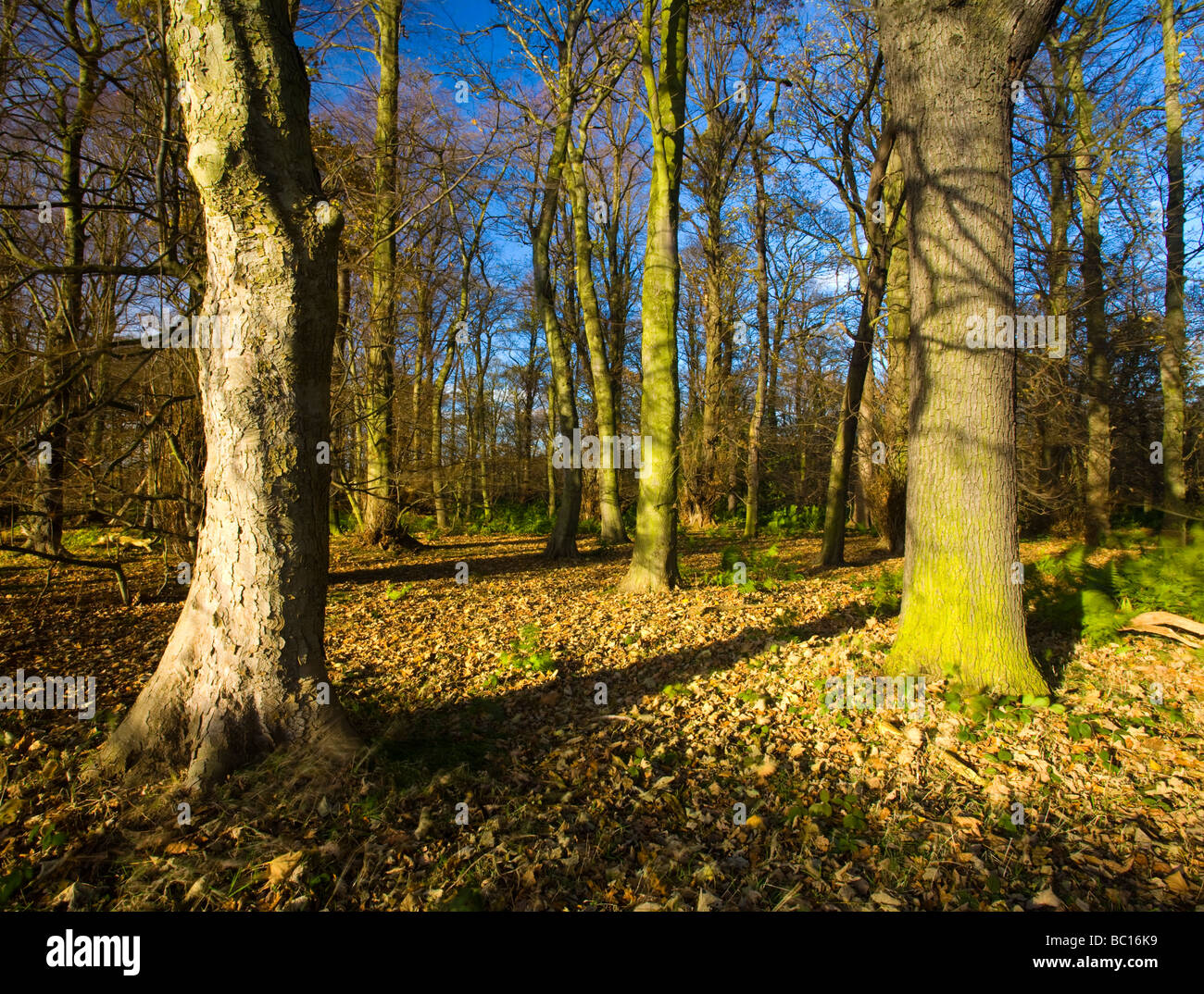L'Angleterre, Tyne Wear. Bois de Gosforth Park nature reserve géré par la Société d'Histoire Naturelle de Northumbrie Banque D'Images
