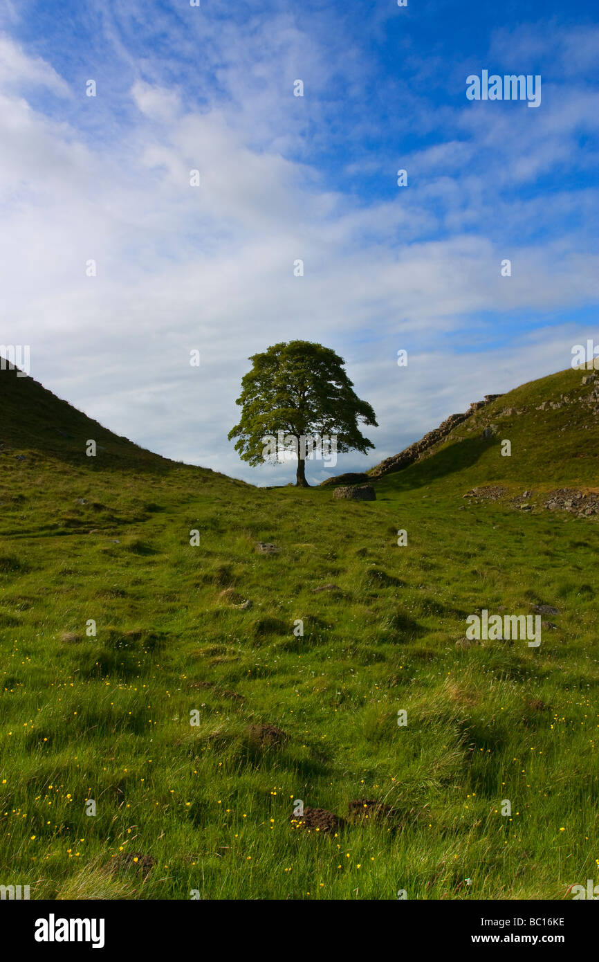 Sycamore Gap mur romain Hadrien, dans le Northumberland. Également connu sous le nom de l'arbre Kevins film Robin Hood Prince de Theives Banque D'Images