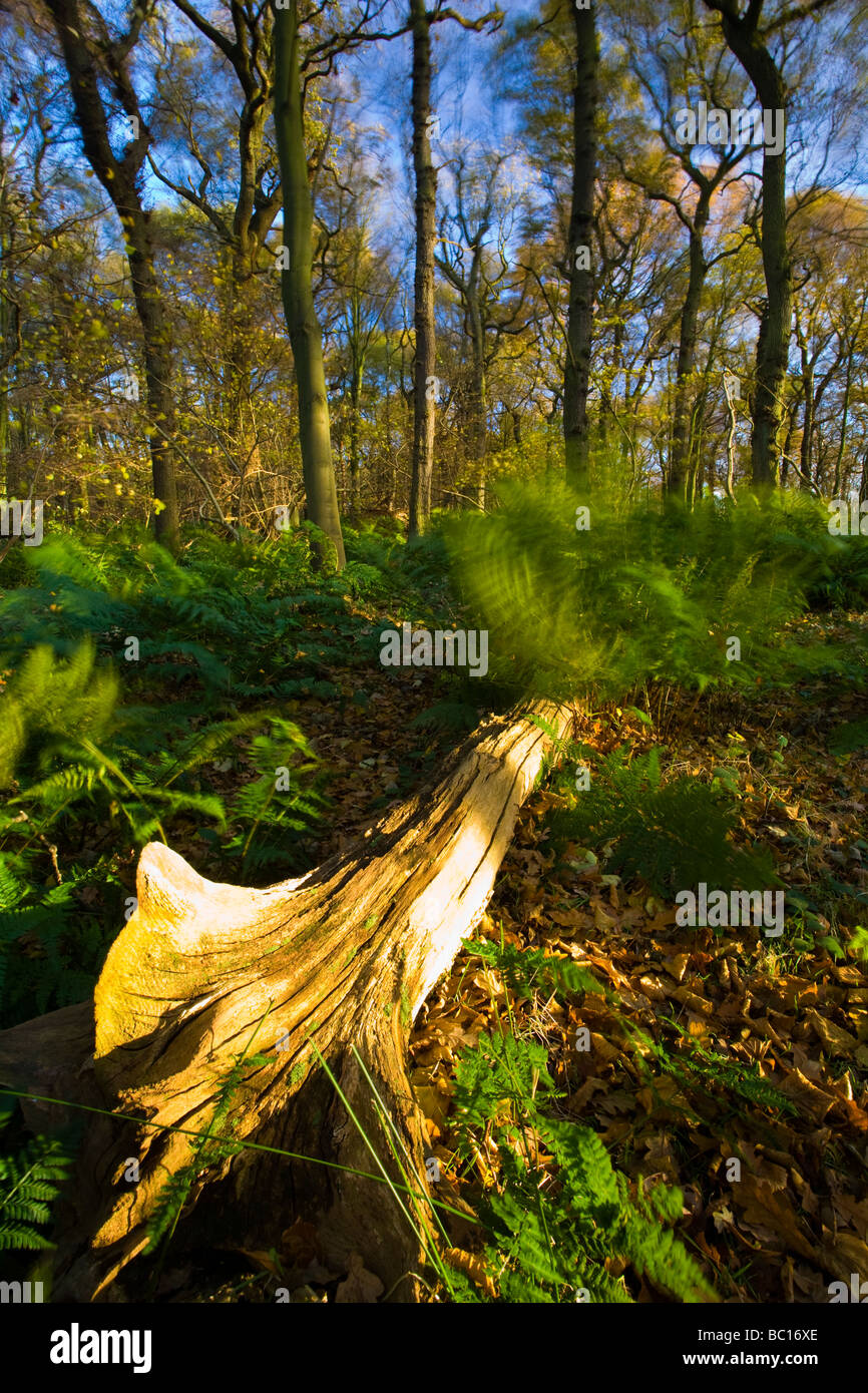 L'Angleterre, Tyne Wear. Bois de Gosforth Park nature reserve géré par la Société d'Histoire Naturelle de Northumbrie Banque D'Images