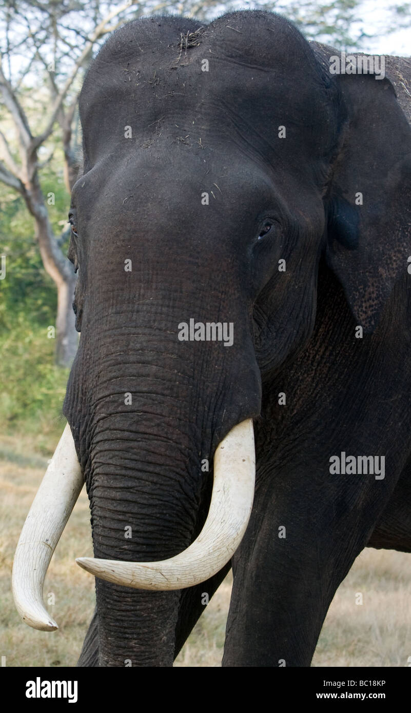 Tête d'éléphant indien avec de grandes défenses Banque D'Images