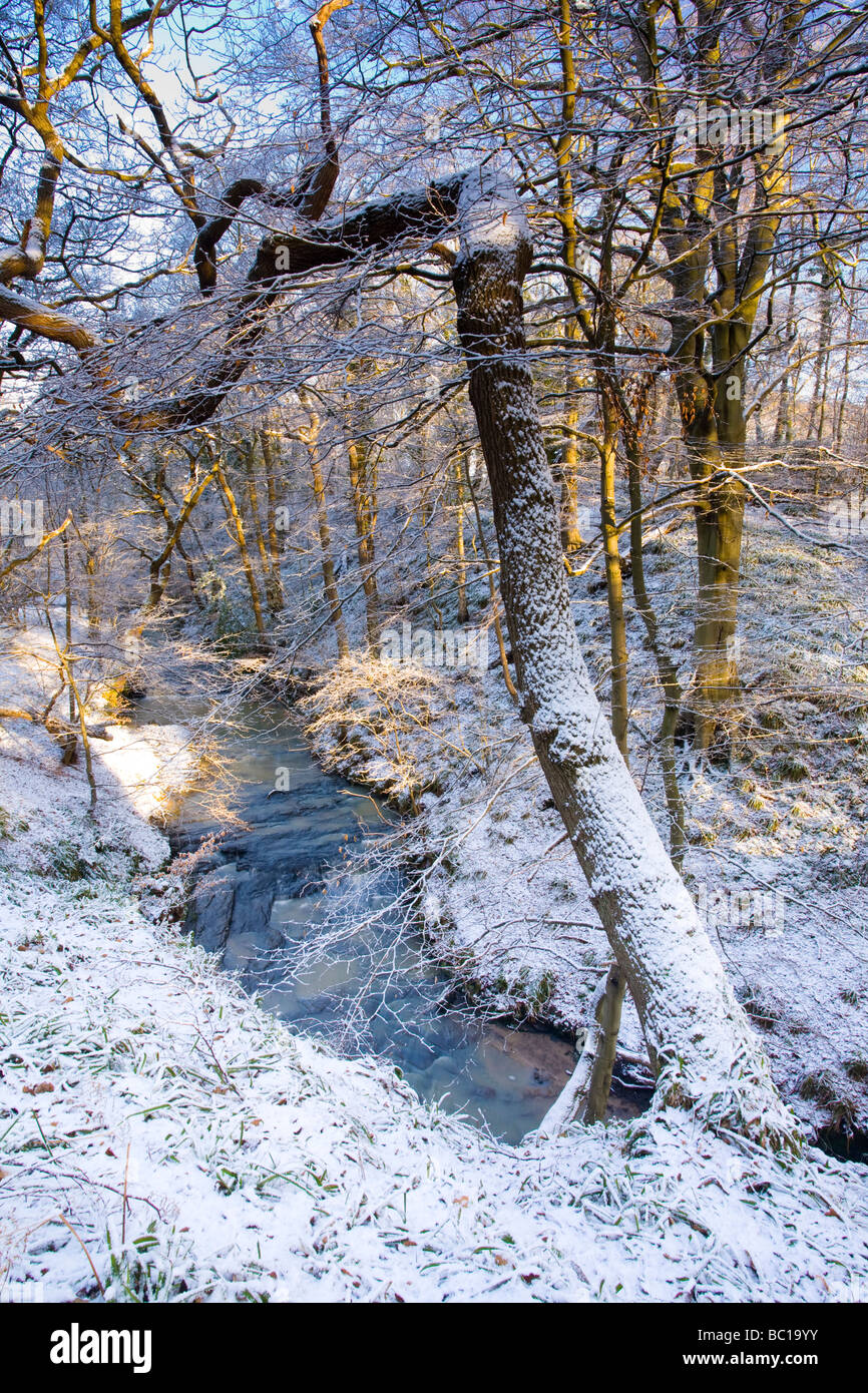 Northumberland England Plessey Woods Country Park une neige récentes transforme le bois de l'Plessey Woods Country Park Banque D'Images