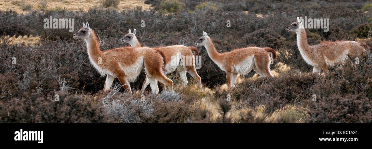 Guanacos dans le Parc National Torres del Paine, Chili Banque D'Images