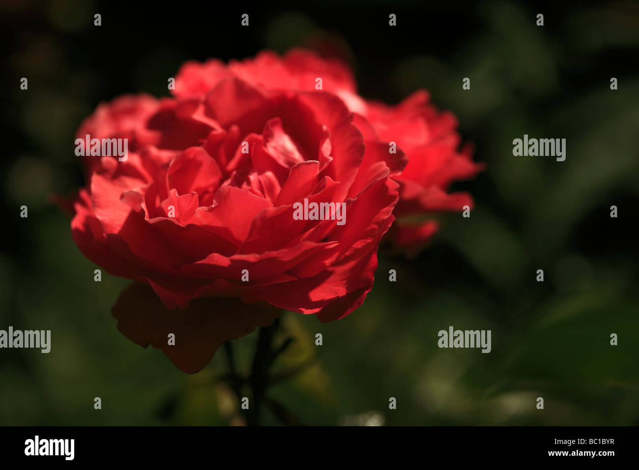 Rose Banque D'Images