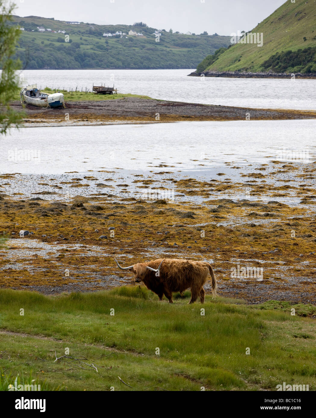 Alimentation des bovins des Highlands, sur les rives du Loch Harport Ile de Skye en Ecosse Banque D'Images