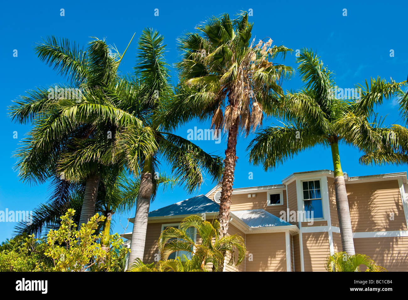 Des palmiers et des maisons en bois sur fond de ciel bleu dans l'Annexe Truman à Key West en Floride Banque D'Images