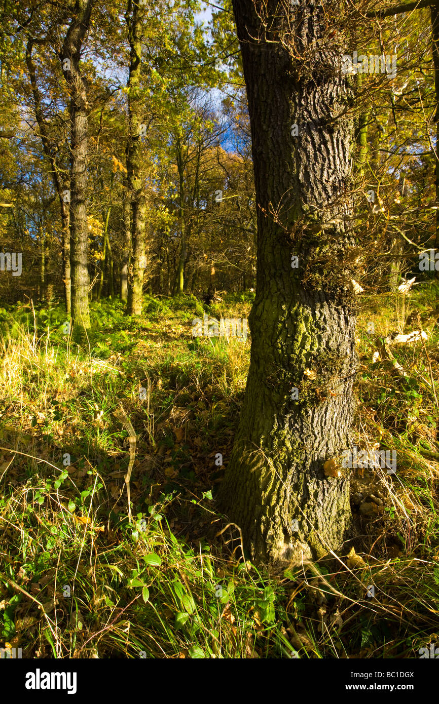 L'Angleterre, Tyne Wear. Bois de Gosforth Park nature reserve géré par la Société d'Histoire Naturelle de Northumbrie Banque D'Images