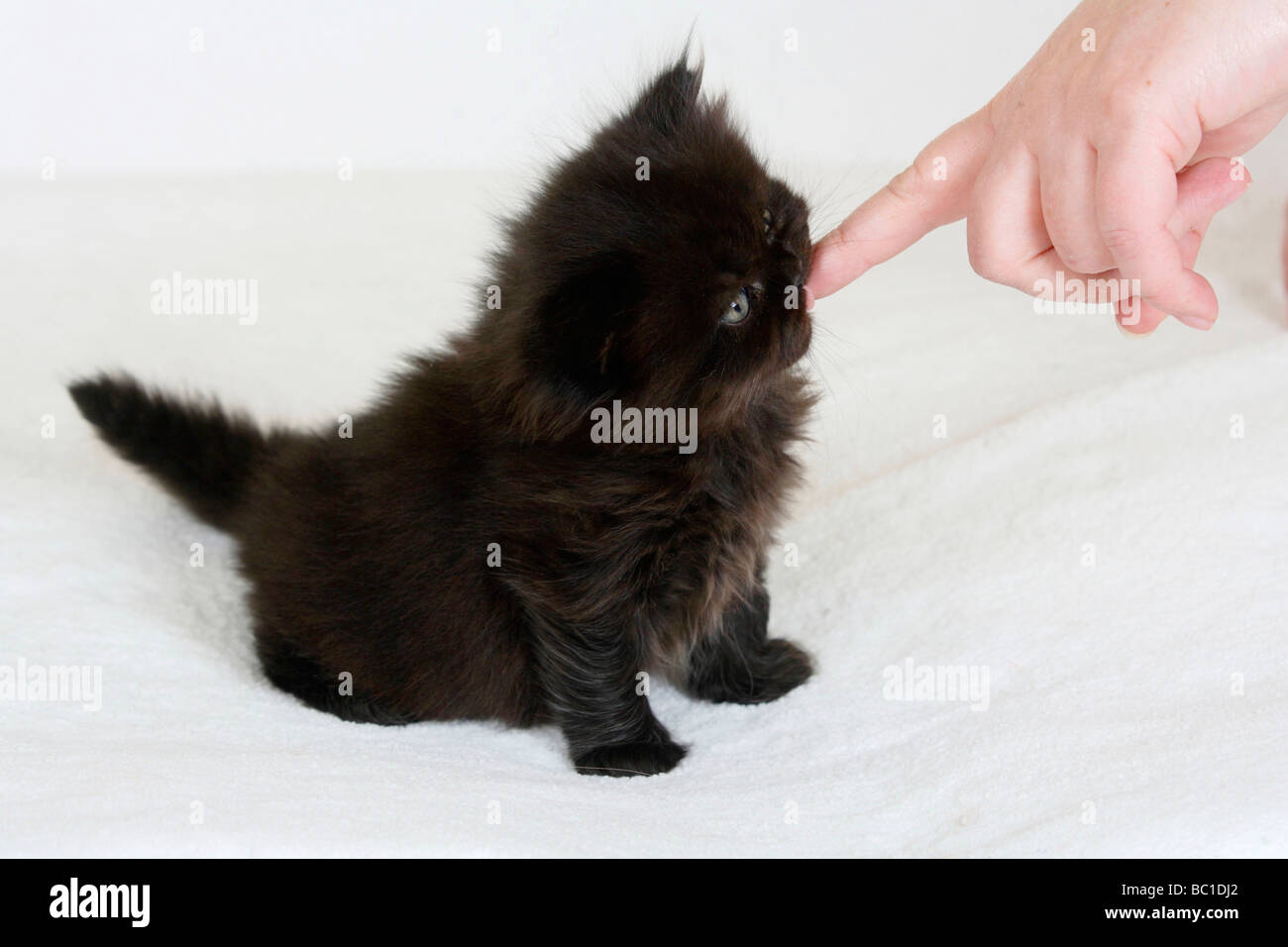 British Longhair chat chaton noir de 5 semaines à lécher doigt humain Highlander Lowlander britannique Banque D'Images
