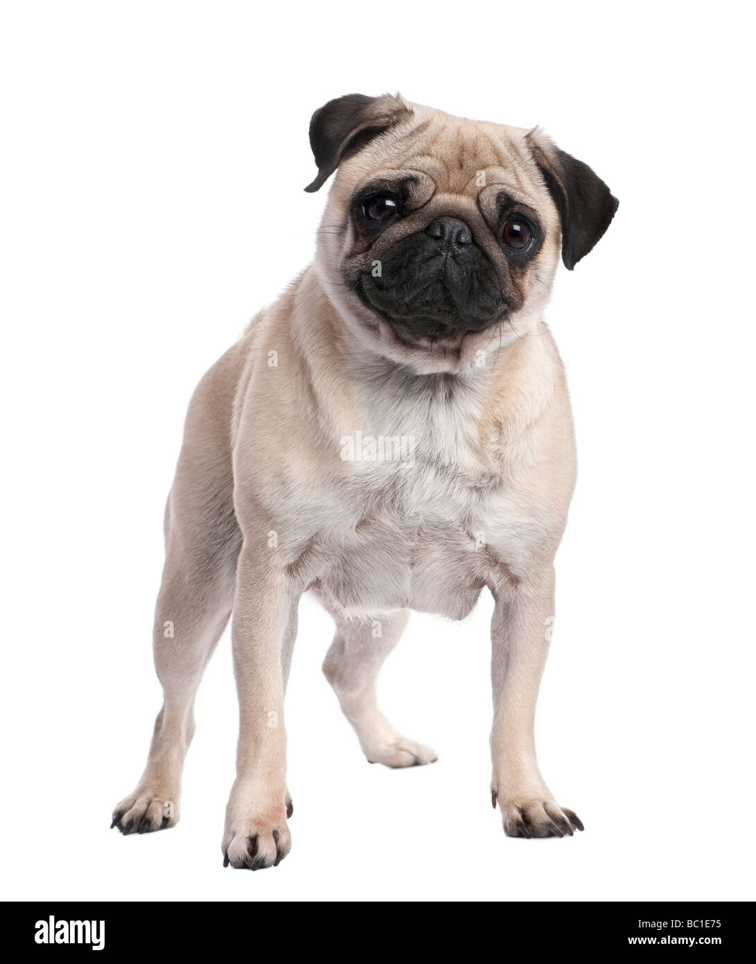 Le PUG Beige debout en face de la caméra 2 ans devant un fond blanc Banque D'Images