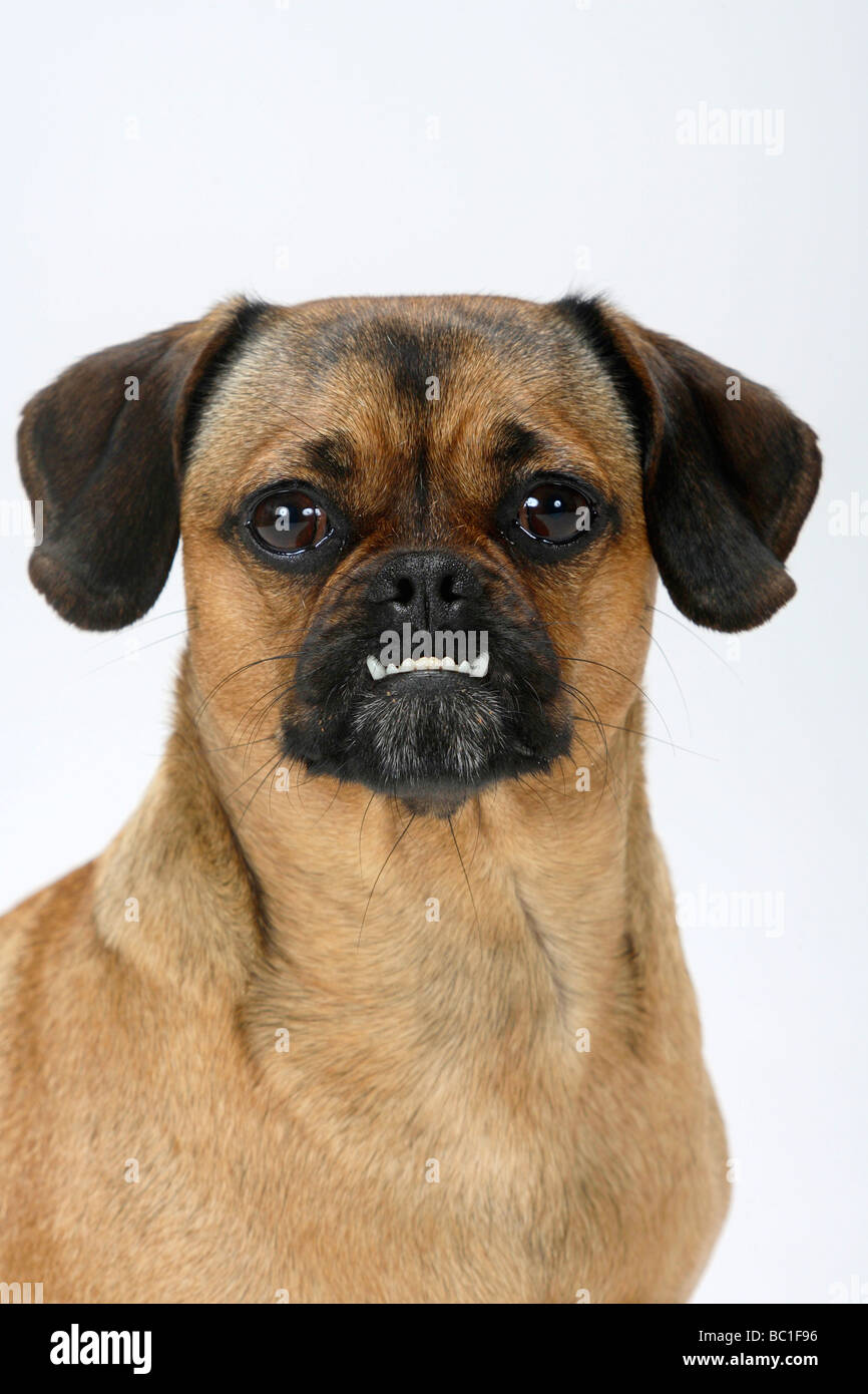 Mixed Breed Dog Pug croisé prognathisme supérieur chienne Teckel Photo  Stock - Alamy