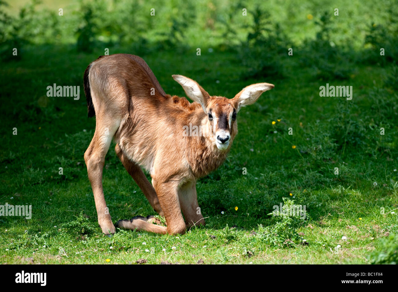 L'antilope rouanne (Hippotragus equinus) Banque D'Images