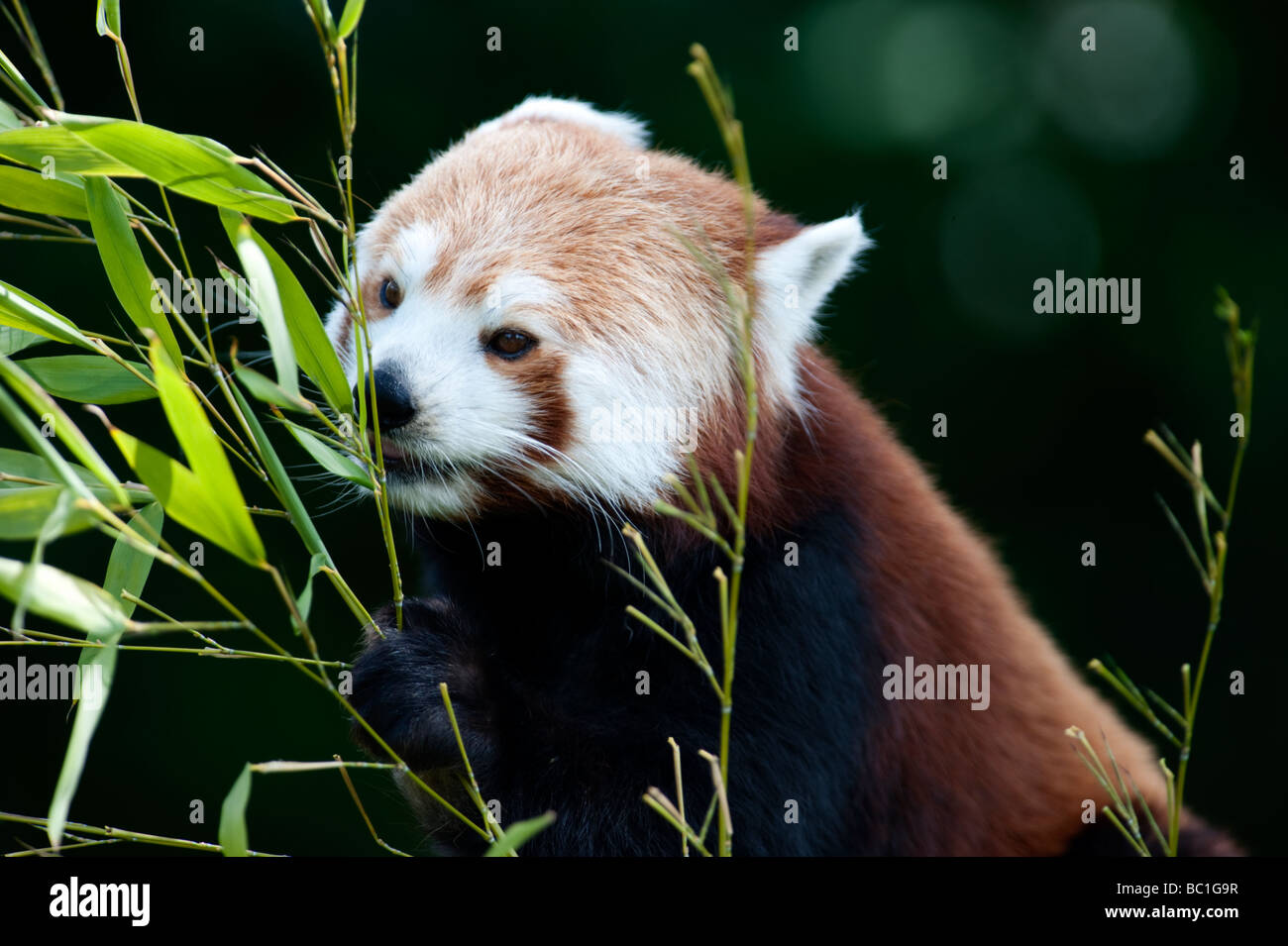 Le panda rouge (Ailurus fulgens) aussi connu comme le Firefox ou moins Panda Banque D'Images