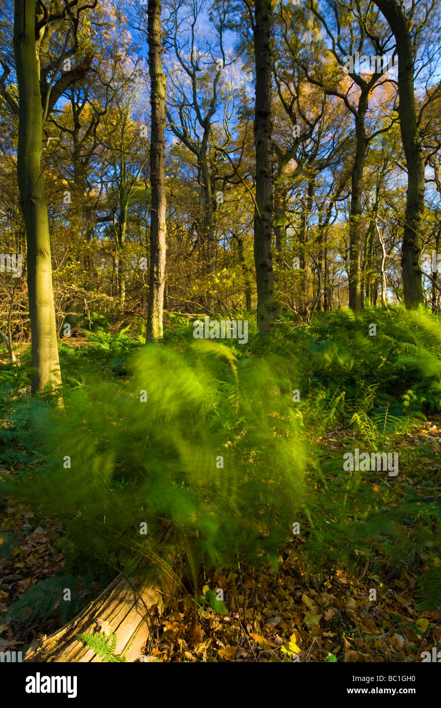 L'Angleterre, Tyne Wear. Bois de Gosforth Park nature reserve géré par la Société d'Histoire Naturelle de Northumbrie Banque D'Images