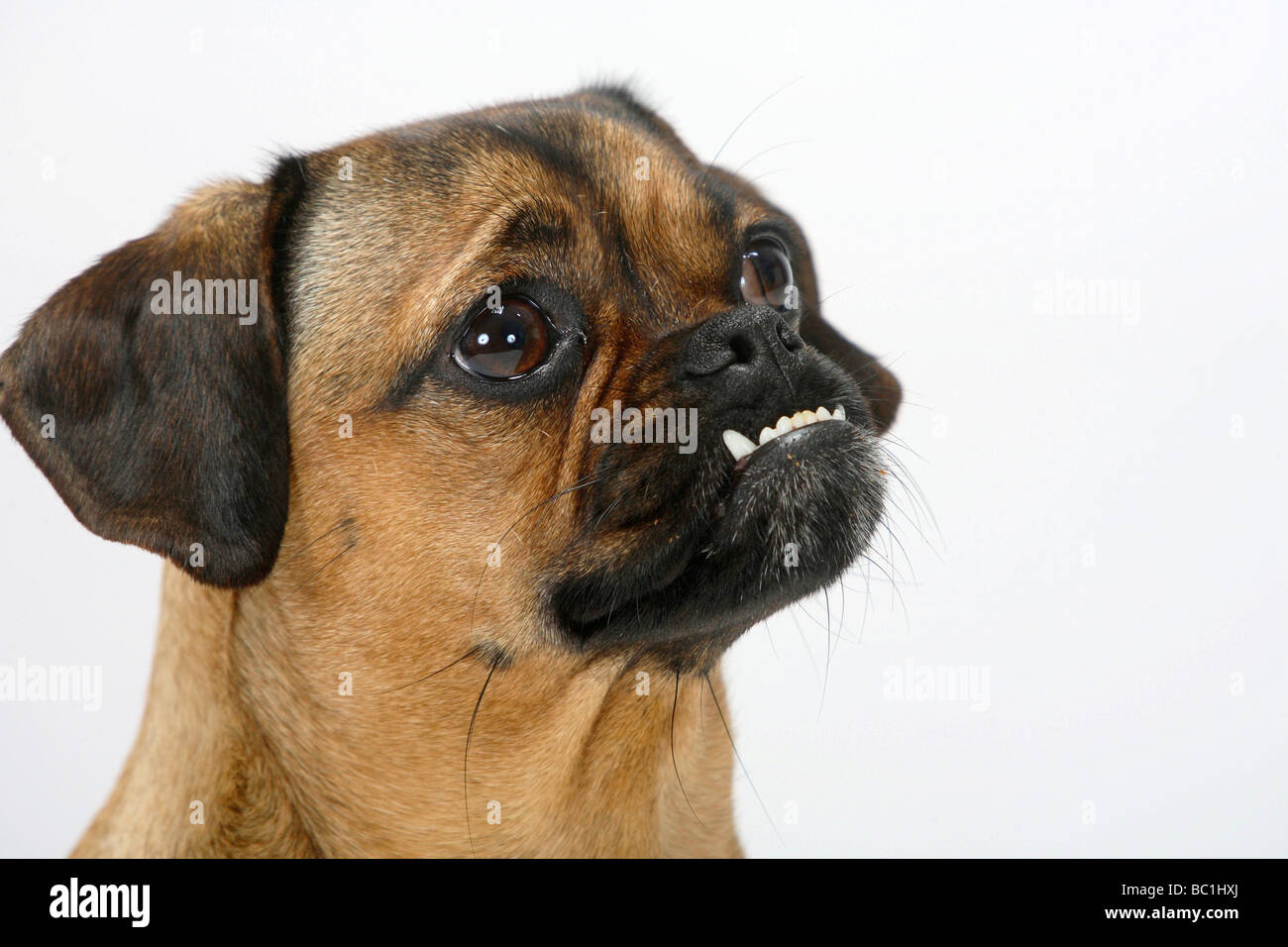 Mixed Breed Dog Pug croisé prognathisme supérieur chienne Teckel Photo  Stock - Alamy