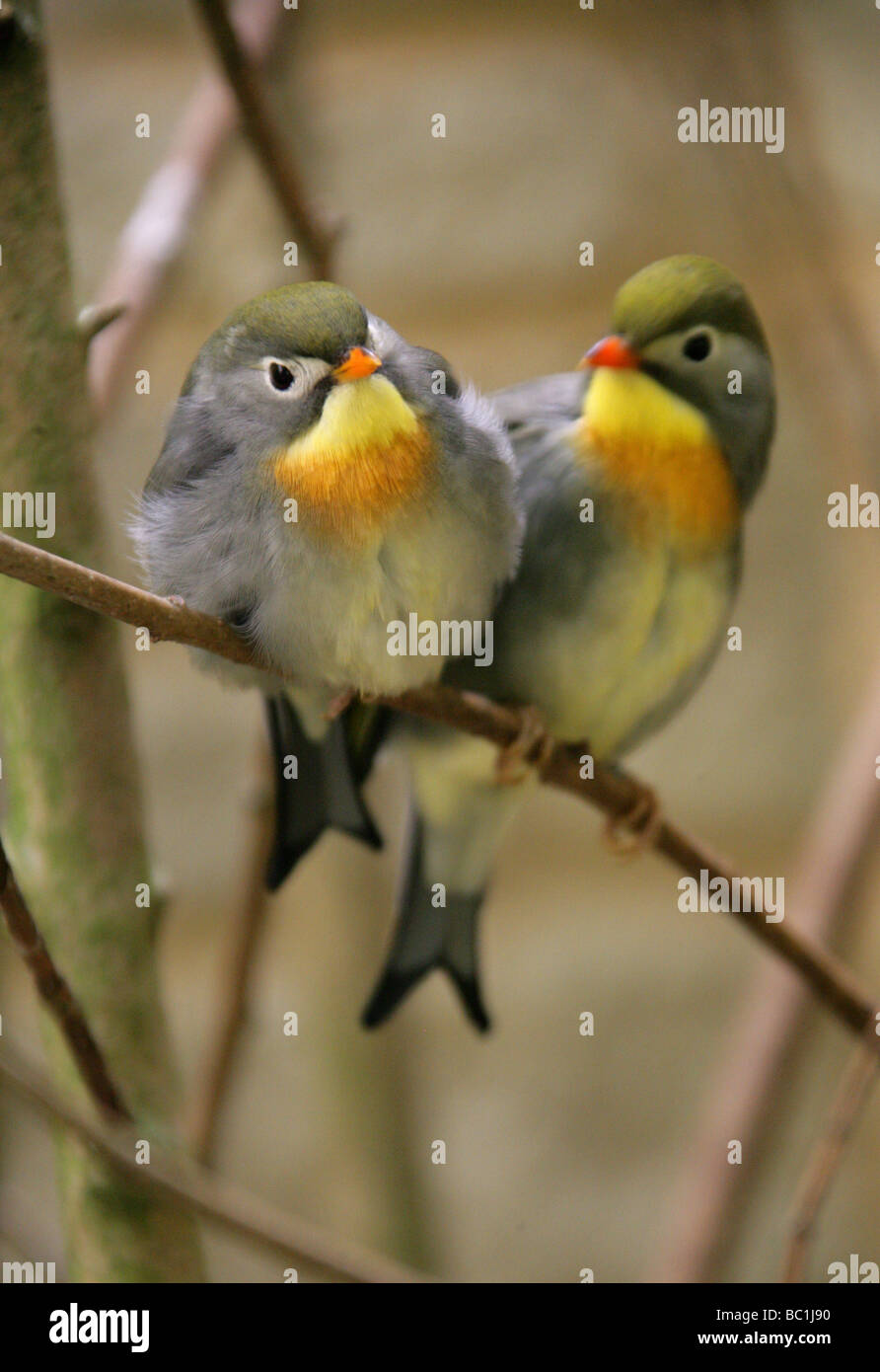 Bec rouge Leiothrix, Pékin Robin ou Chinois Nightingale, Leiothrix lutea,Australie, Passeriformes Banque D'Images