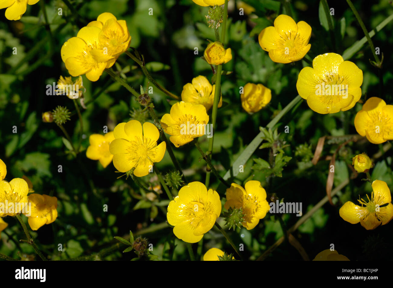 La renoncule rampante Ranunculus repens plantes à fleurs Banque D'Images