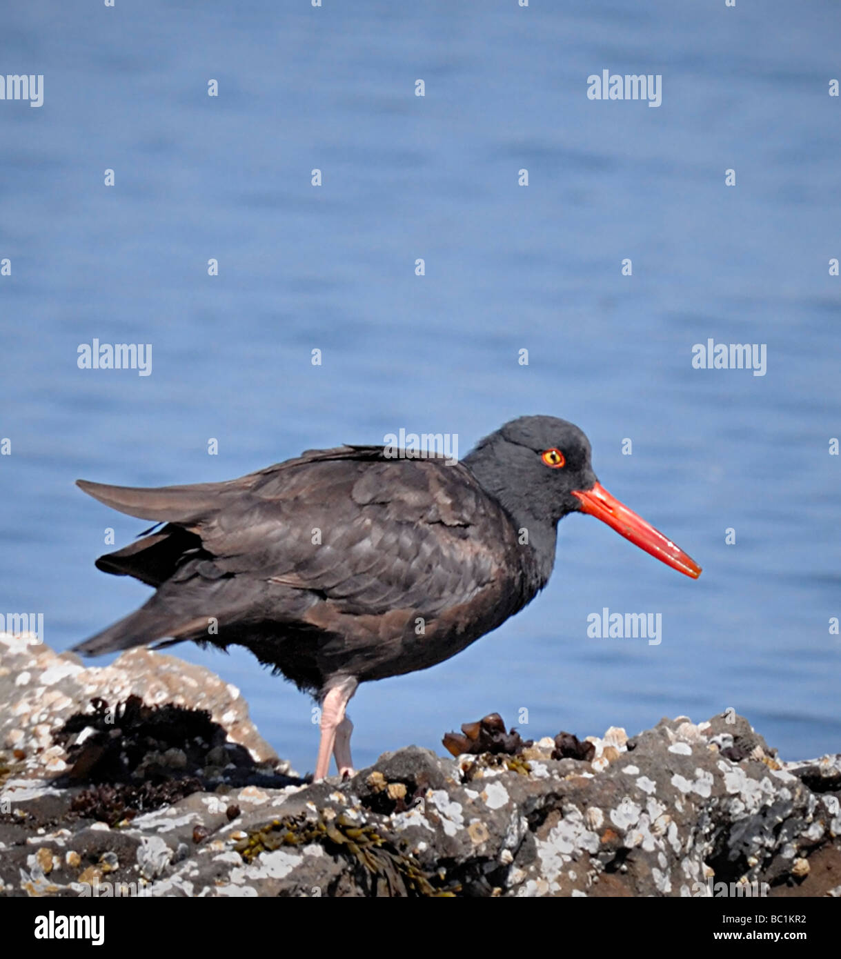 Oystercatcher noir (Haematopus bachmani) debout sur les roches côtières avec bec rouge vif et anneau oculaire, habitat riverain du Pacifique. Banque D'Images