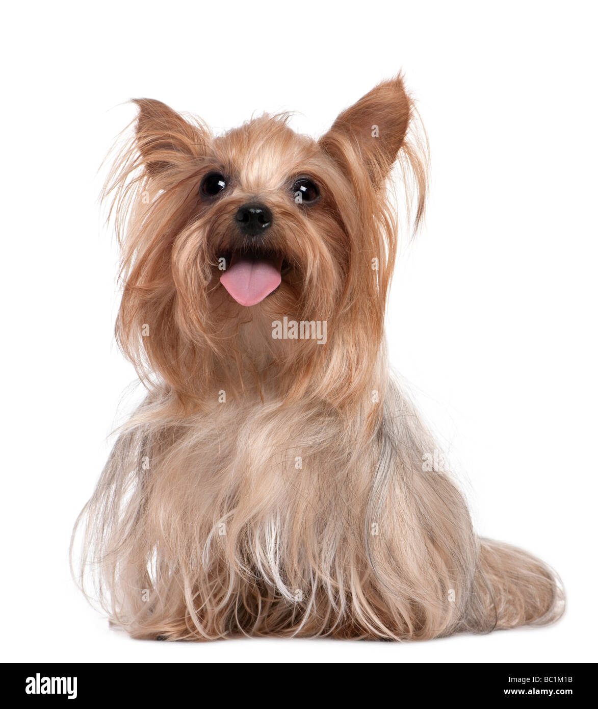 Yorkshire Terrier haletant 3 ans devant un fond blanc Banque D'Images