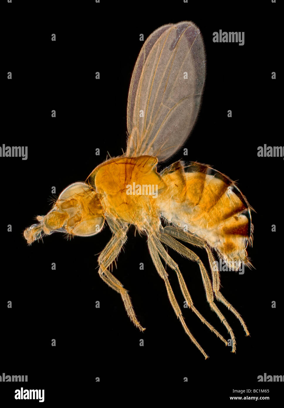 Le Livre blanc de la drosophile ou mouche du vinaigre aux yeux bleus fruit fly, darkfield photomicrographie Banque D'Images